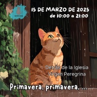 Mercadillo solidario Difusin Felina Pontevedra