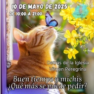 Mercadillo solidario Difusin Felina Pontevedra