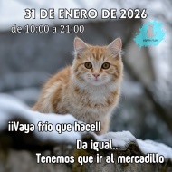 Mercadillo solidario Difusi�n Felina Pontevedra