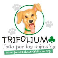 Fundacin Trifolium - Tabln de Anuncios