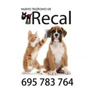 RECAL: Refugio Canino Almendralejo - Tabln de Anuncios