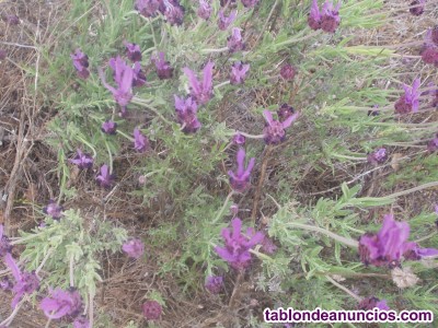 SE VENDEN PARCELAS RUSTICAS DESDE 2500-m2 ALGUNA VALLADA