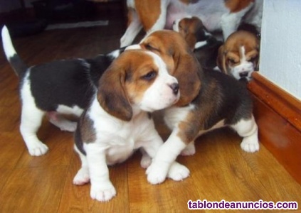 resumen paridad mero TABLÓN DE ANUNCIOS .COM - Regalo cachorros Beagle para adopcion librre con  fotos, Mascotas Madrid