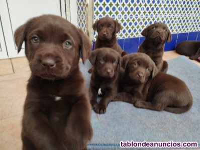 TABLÓN DE ANUNCIOS .COM - Cachorros labrador chocolate puros con fotos,  Mascotas Jerez de la Frontera
