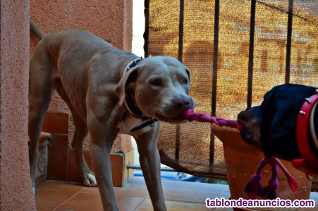 TABLÓN DE ANUNCIOS .COM - Mascotas en Murcia. Regalo de y adopción de cachorros. venta de mascotas en Murcia