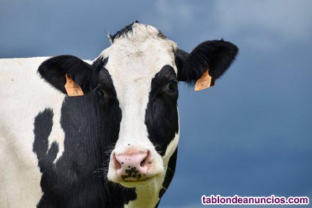 Urge persona para granja de vacas de leche