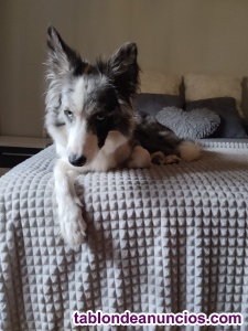 Se ofrece hembra Border Collie para montas 