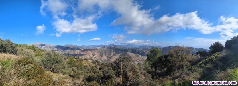 Terreno finca rstica con olivos