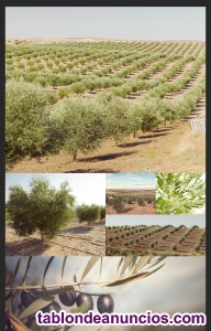 Ampliar fotos Fincas en Olivarcen Andalucia Fincas en Olivarcen Andalucia