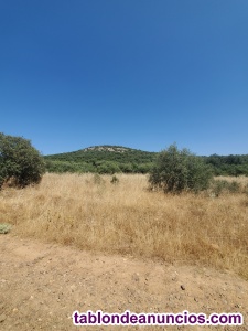 Ampliar fotos Finca de monte en ciudad real Finca de monte en ciudad real