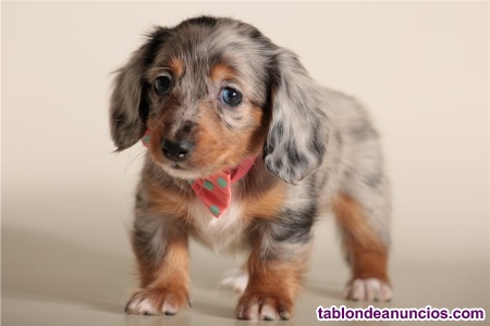 Regalo - Precioso Mini Teckel... * 681, 360, 945* ...