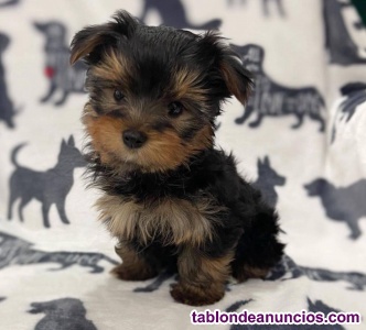 Cachorros de Yorkshire Terrier para adopci�n 