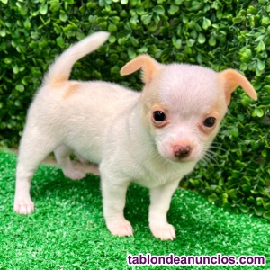 Regalo:. Toy Chihuahua Cachorro.. 613.466.679.