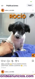 Busco alguien me de perrito raza peque�a pago 250eurod m�ximo unos 4 meses