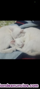 En adopci�n dos gatitos de 5 meses 