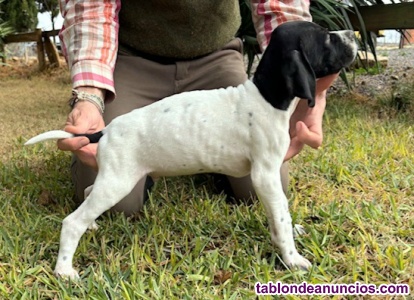 Cachorros pointer y setter ingl�s