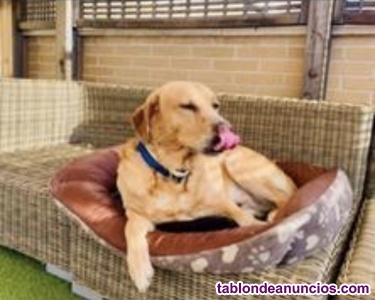 Alojamiento lujo mascotas 