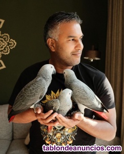 Regalo! Loros yacos macho y hembra +34604104009