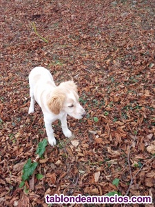 Regalo Preciosa Perrita de 3 meses 