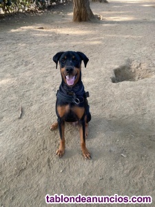 Regalo perro de raza rottweiler/doberman