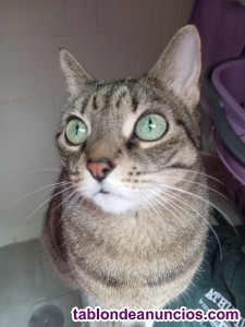 Buscamos piso en alquiler 