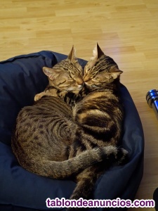 Gatos hembra y macho 