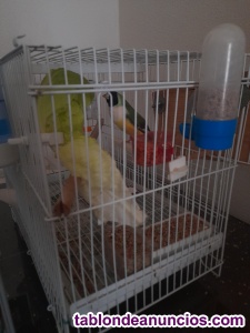 Diamantes de gould pareja