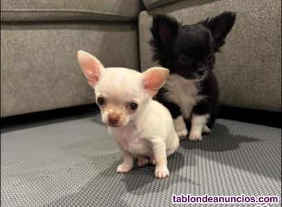 Regalo cachorro chihuahua