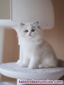 Regalo gatito Ragdoll