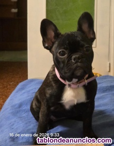 Cachorrita Bulldog Franc�s