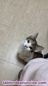 Regalo Gatos De 5 meses 