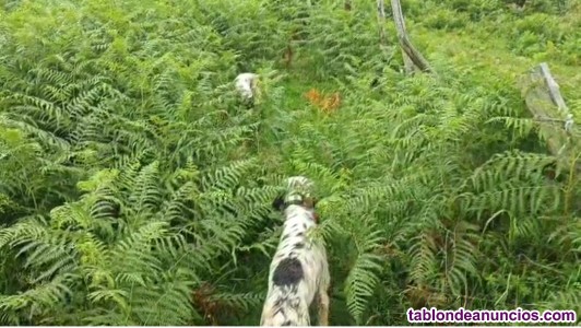 Setter becadas 2,5 a�os 