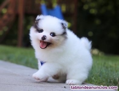 Cachorros Mini Pomerania Puros (Regalo): 613.. 466.. 6 79