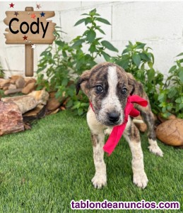 Cachorritos en adopci�n 