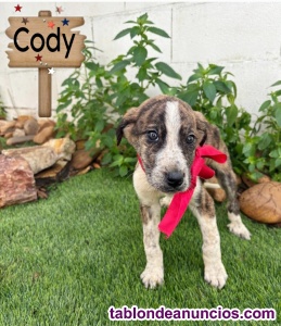 Cachorritos en adopci�n 