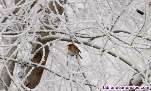 Cuidadora en hospital noches/ dias