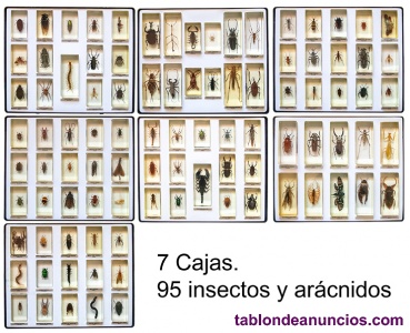 Colecci�n Bichos encapsulados en resina