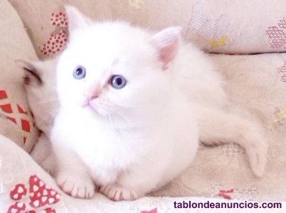 Gato Munchkin para monta y cria