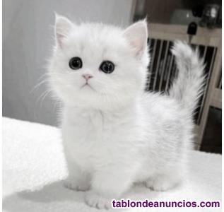 Gatito Ragdoll en adopci�n
