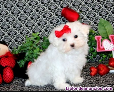 Cachorros Malt�s de Pura Raza - REGALO.. 722-470-297