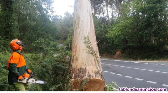 Servicios Forestales Moha