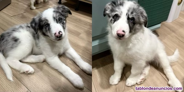 Se cede Border collie