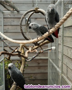 Loros yaco en adopci�n