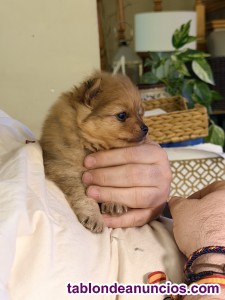 Cachorrito espectacular Spitz alem�n- Pomerania mini