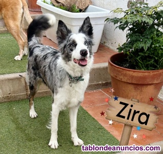 Border collie joven hembra en adopci�n 