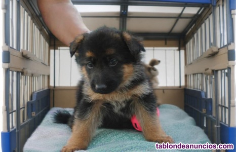 Estoy regalando cachorros pastor aleman