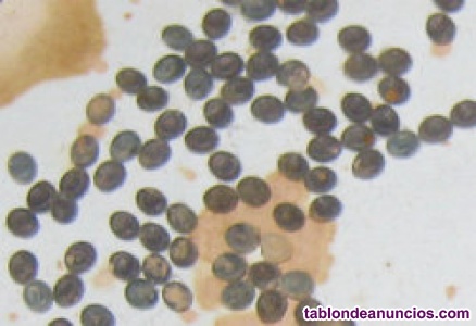 Huevos de Gusanos de seda rayados (Bombyx mori)