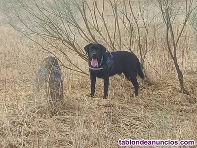 Labrador 5 a�os