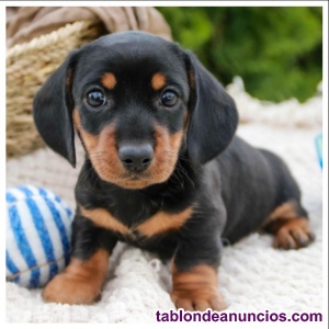 Adorable Teckel Miniatura - (Cachorros  REGALO); (674) 251-764