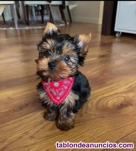 Yorkshire toy WhatsApp 691 11 04 90